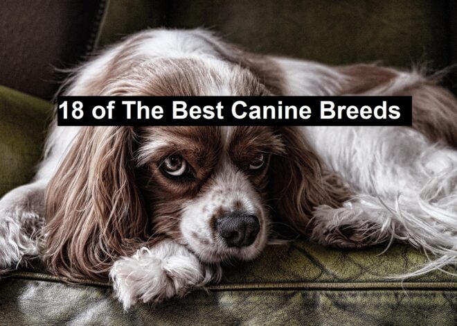 18 of The Best Canine Breeds