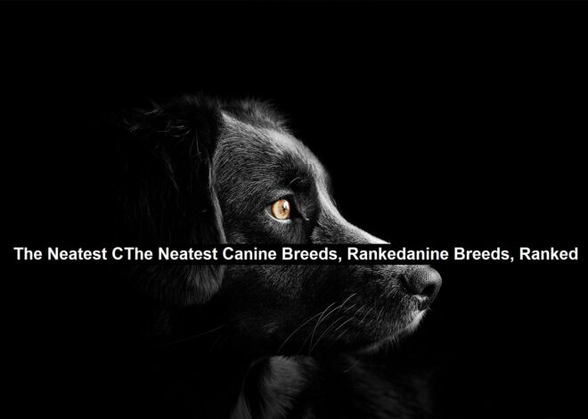 The Neatest Canine Breeds, Ranked