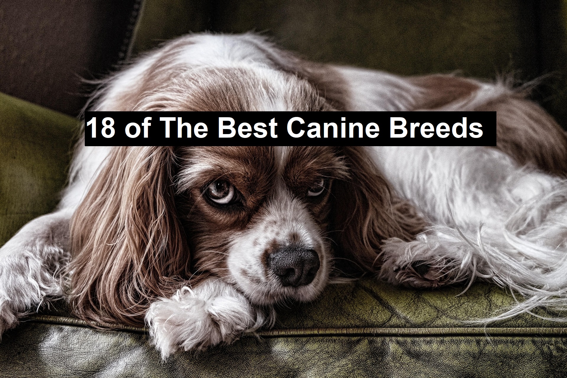 18 of The Best Canine Breeds
