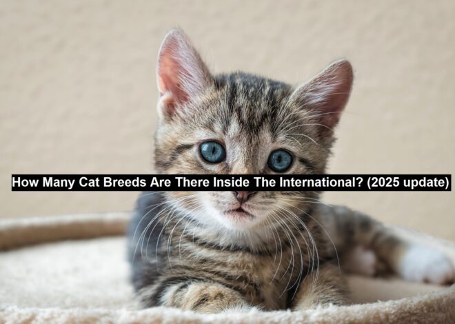 How Many Cat Breeds Are There Inside the International? (2025 Update)