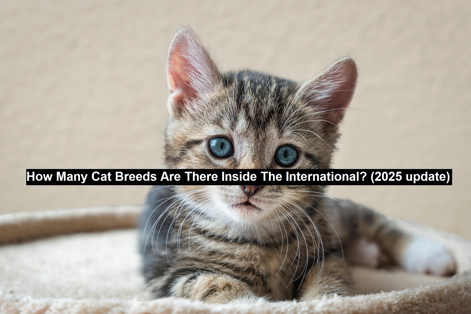 How Many Cat Breeds Are There Inside the International? (2025 Update)