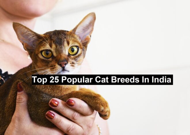 Top 25 Popular Cat Breeds In India
