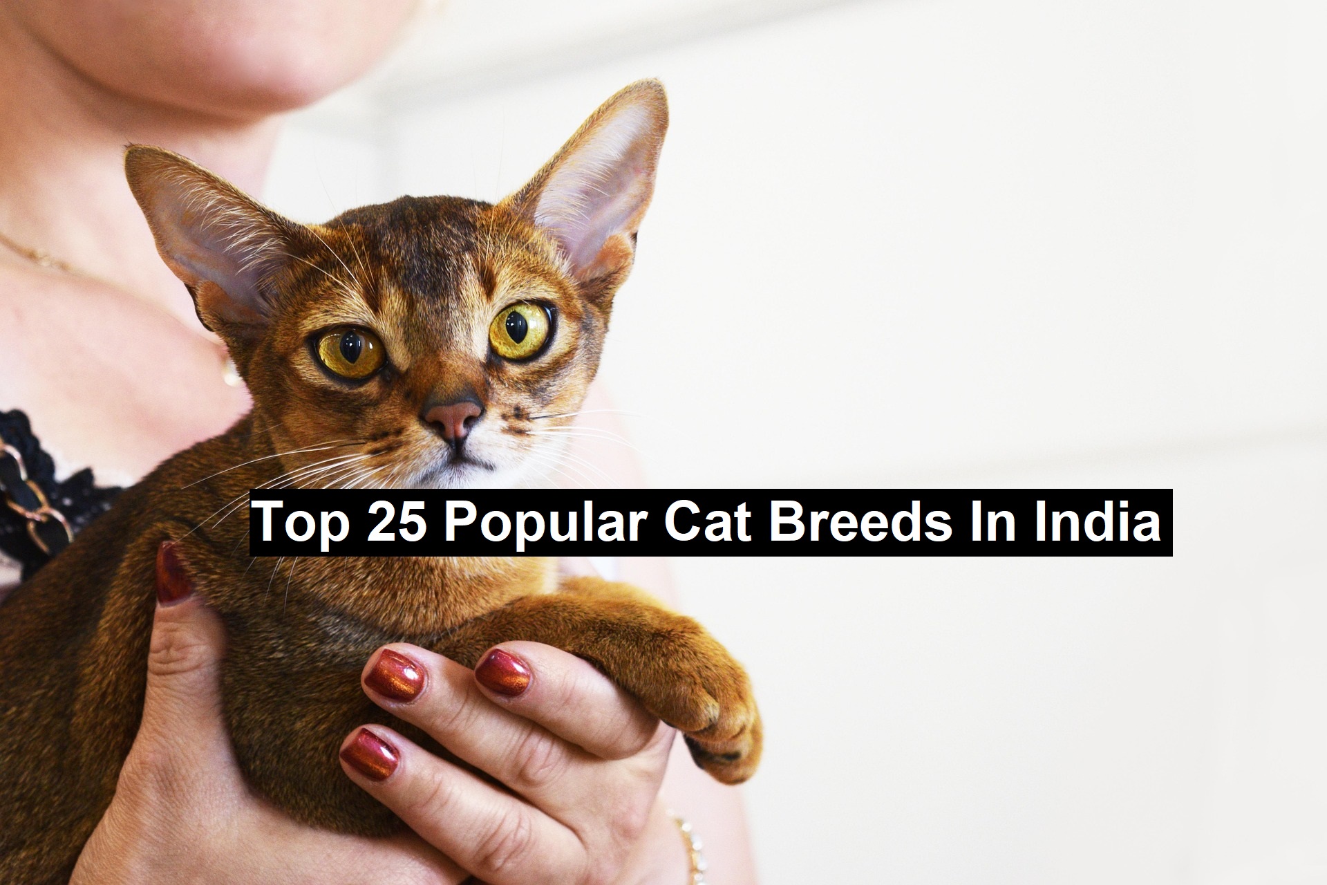 Top 25 Popular Cat Breeds In India