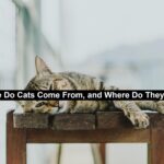Cats Come From