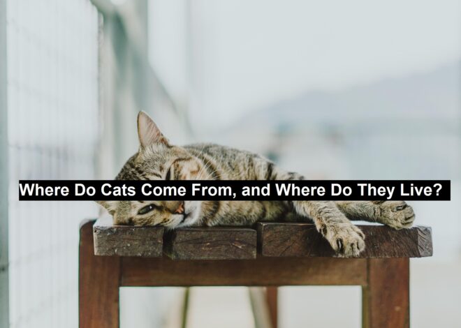 Where Do Cats Come From, and Where Do They Live?