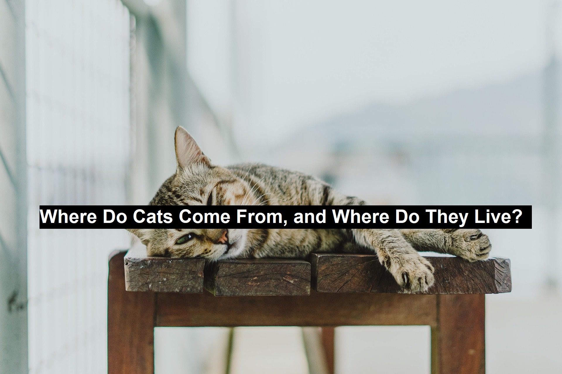 Where Do Cats Come From, and Where Do They Live?