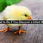 Discover a Infant Bird