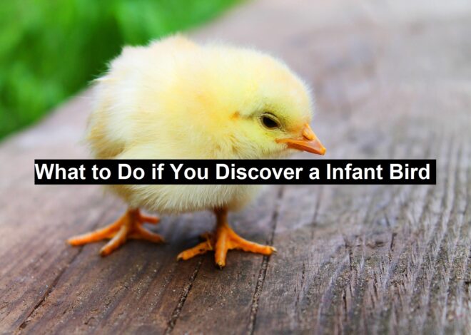 What to Do if You Discover a Infant Bird