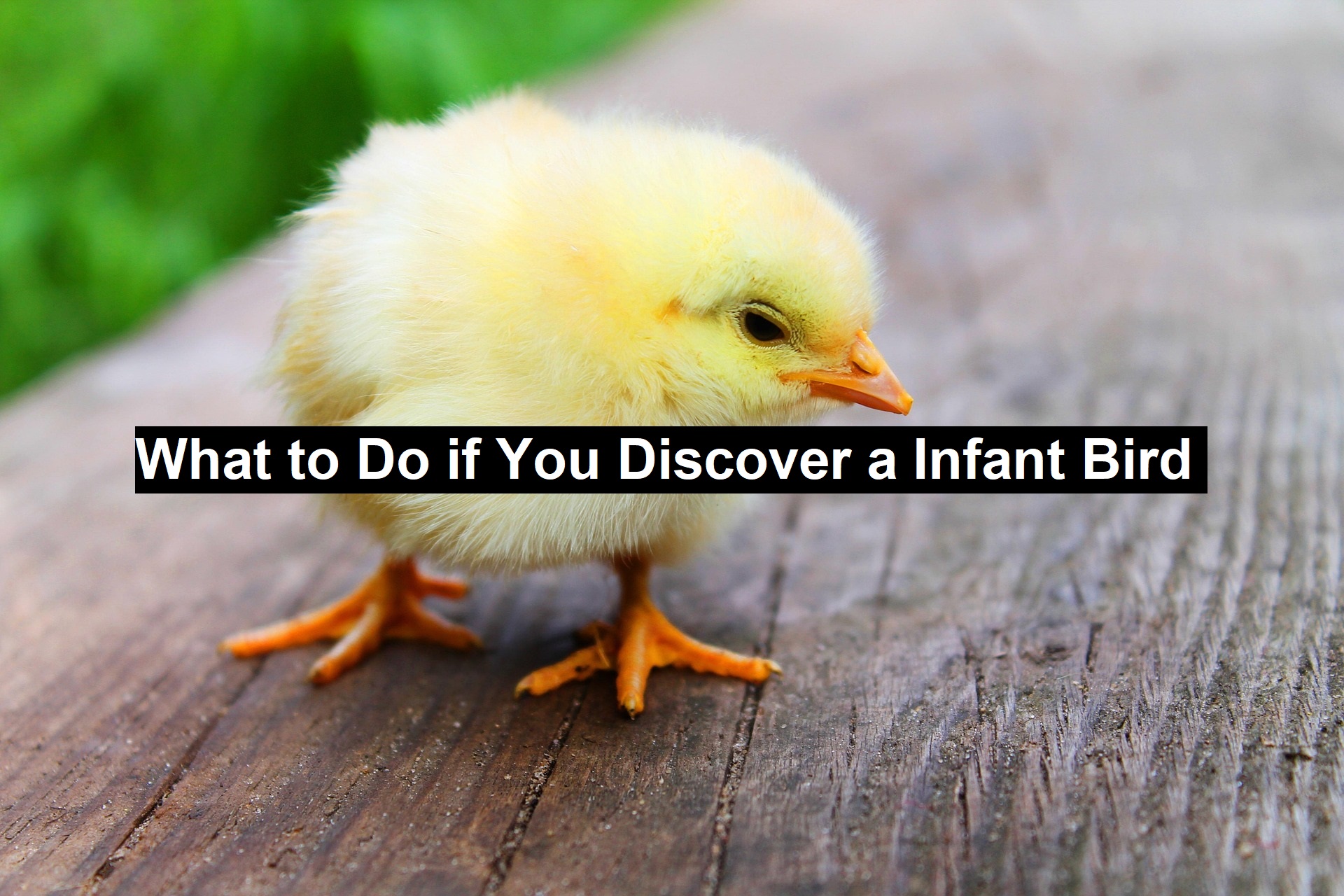 What to Do if You Discover a Infant Bird