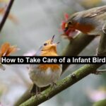 Infant Bird