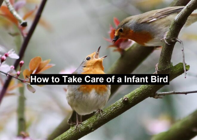 How to Take Care of a Infant Bird