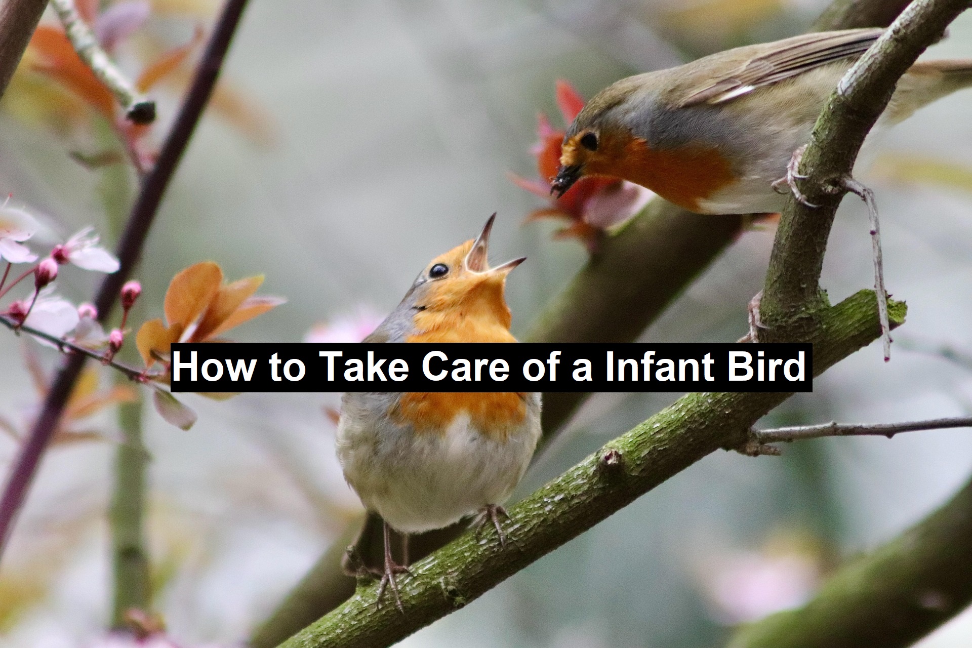 How to Take Care of a Infant Bird