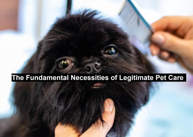 The Fundamental Necessities of Legitimate Pet Care