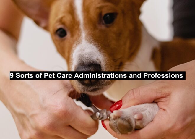9 Sorts of Pet Care Administrations and Professions