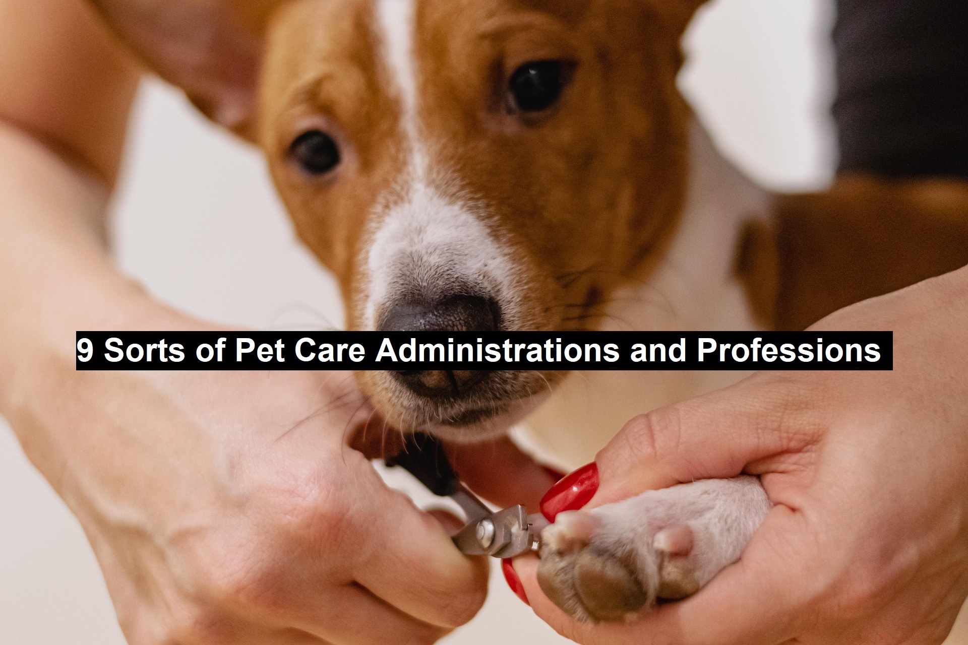 9 Sorts of Pet Care Administrations and Professions