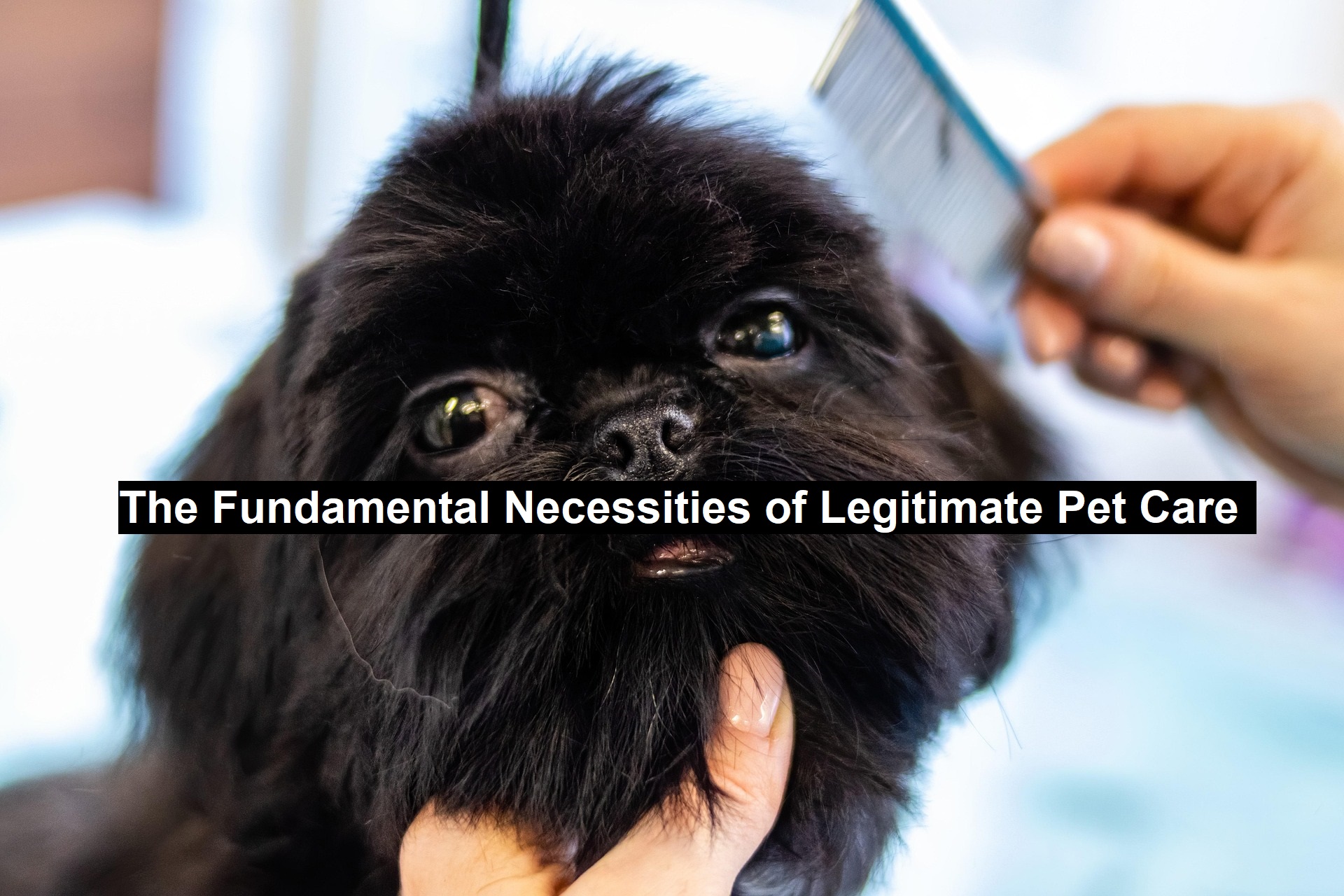 The Fundamental Necessities of Legitimate Pet Care