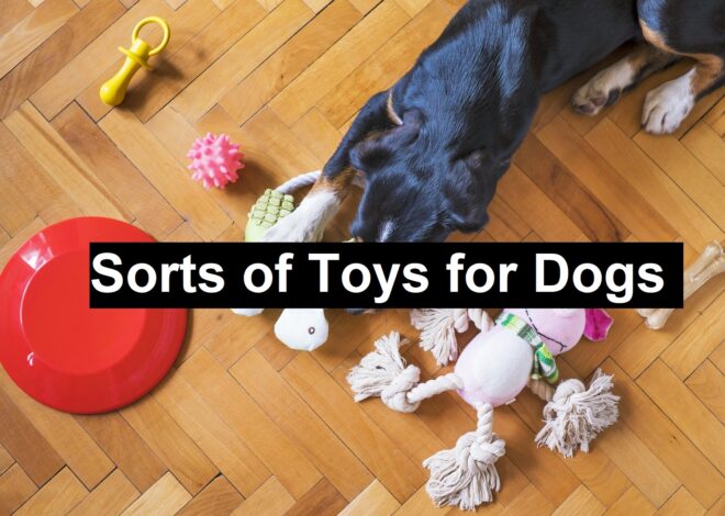 Sorts of Toys for Dogs