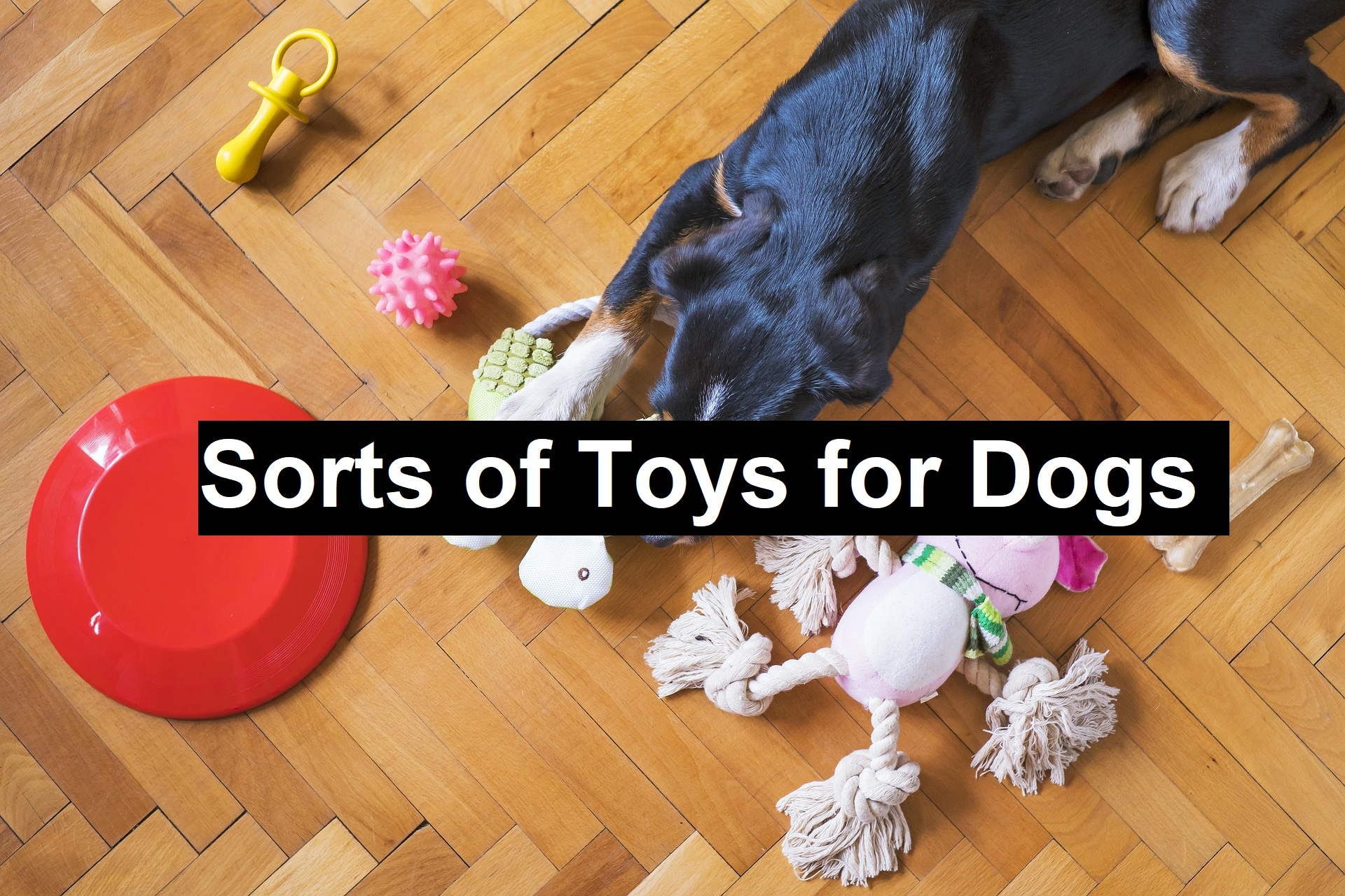 Sorts of Toys for Dogs