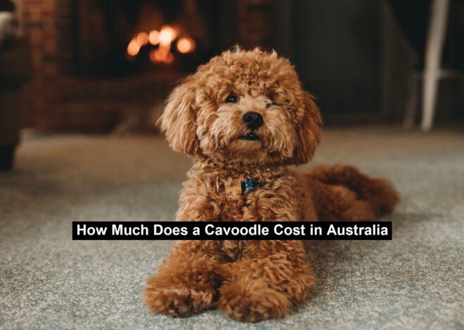 How Much Does a Cavoodle Cost in Australia