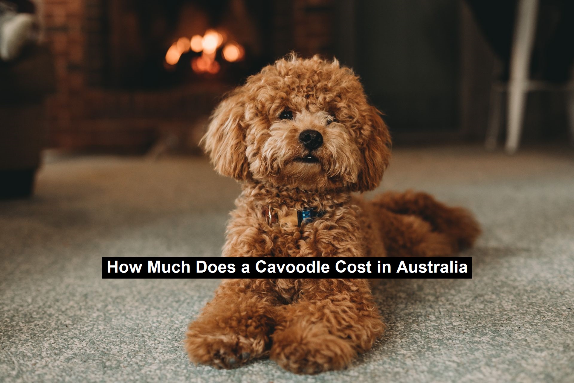 How Much Does a Cavoodle Cost in Australia